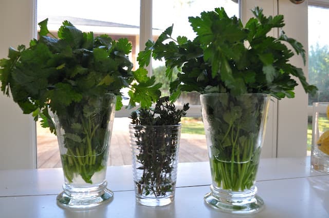 Fresh herbs in window