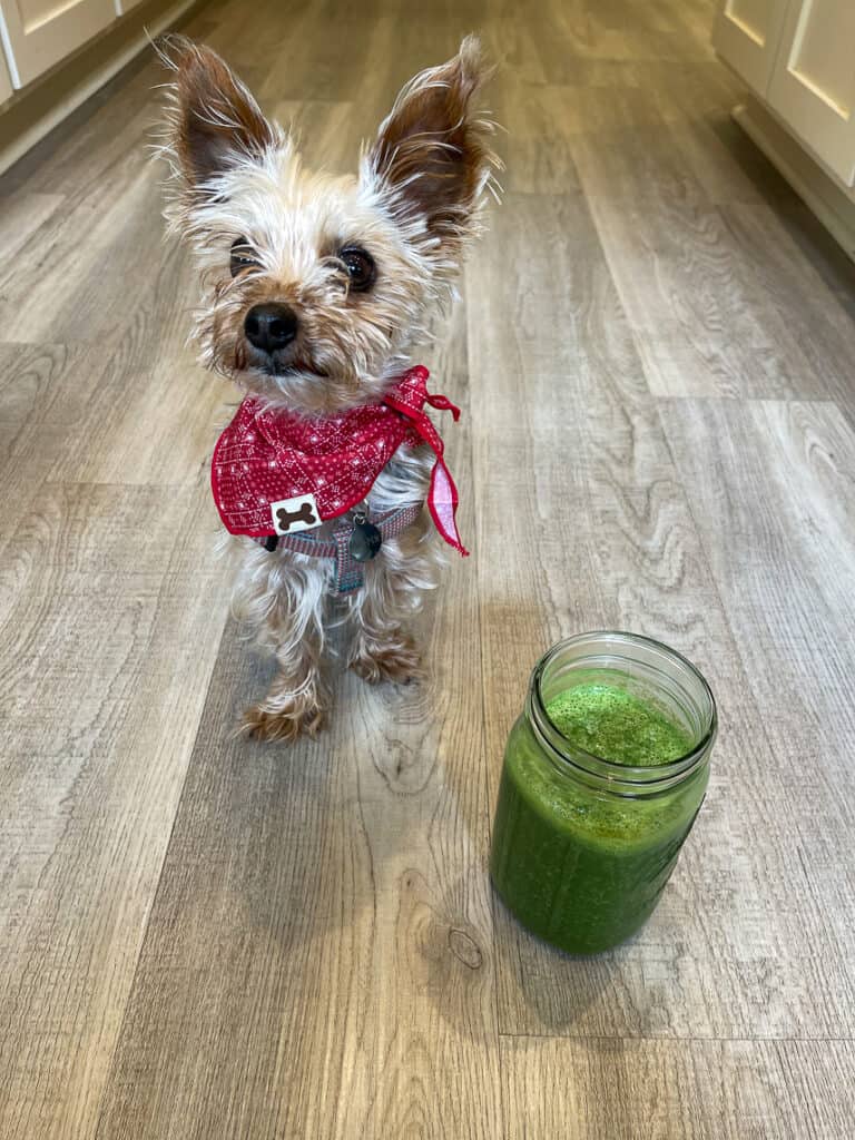 Green and ginger smoothie next to puppy.