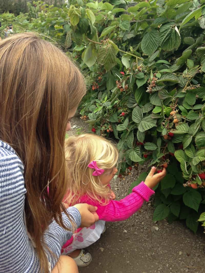 Girls picking raspberries