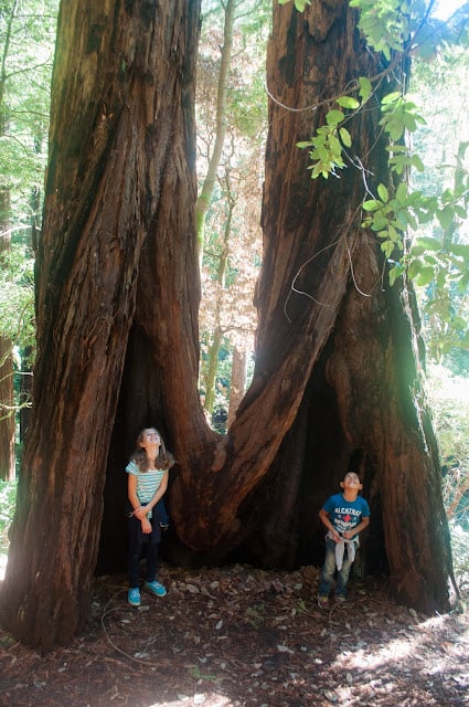 Kids at the redwoods in California