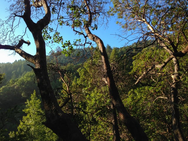 redwoods 3