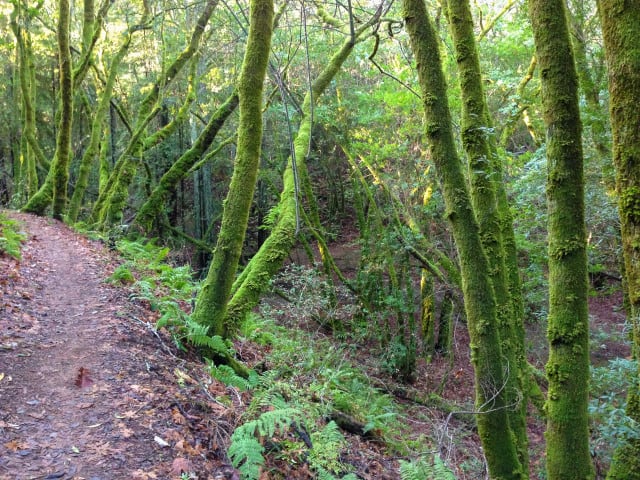 Trail through the redwoods