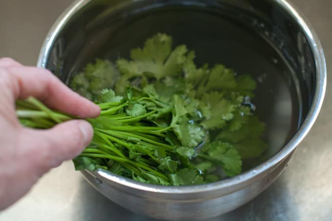 washing cilantro